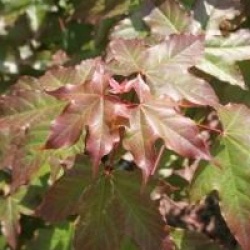 Acer x zoeschense 'Annae'