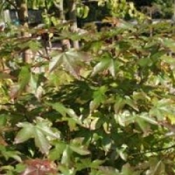 Acer x zoeschense 'Annae'