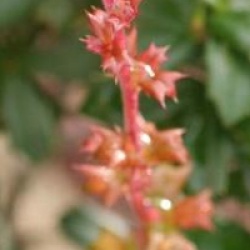 Berberis darwinii