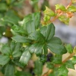 Berberis darwinii