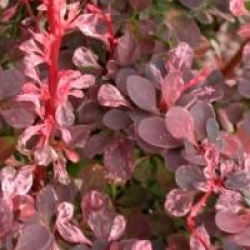 Berberis thunbergii f. atropurpurea 'Harlequin'