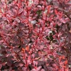 Berberis thunbergii f. atropurpurea 'Harlequin'
