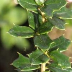 Berberis x lologensis 'Apricot Queen'