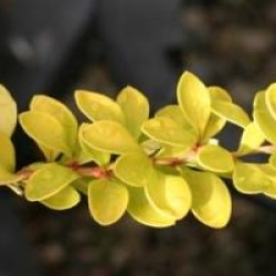 Berberis thunbergii 'Diabolicum'