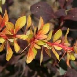 Berberis thunbergii 'Diabolicum'