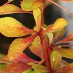 Berberis thunbergii 'Diabolicum'