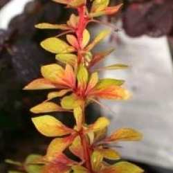Berberis thunbergii 'Diabolicum'