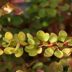 Berberis thunbergii 'Green Carpet'