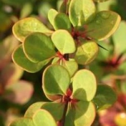 Berberis thunbergii 'Green Carpet'
