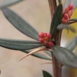 Berberis linearifolia 'Orange King'