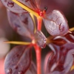 Berberis Red Jewel