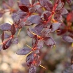 Berberis x media 'Red Jewel'