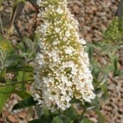 Buddleja davidii 'White Profusion'