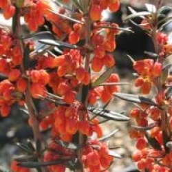 Berberis linearifolia 'Orange King'