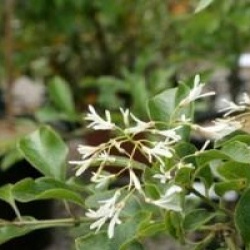 Chionanthus retusus 'Arnold Pride' 