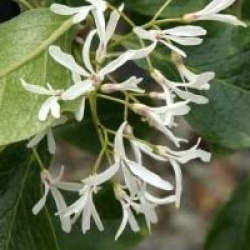 Chionanthus retusus 'Arnold Pride' 