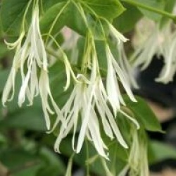 Chionanthus virginicus