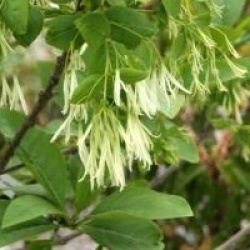 Chionanthus virginicus