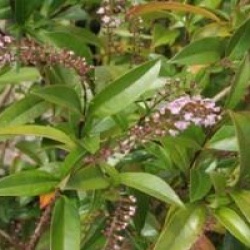 Citharexylum spicatum