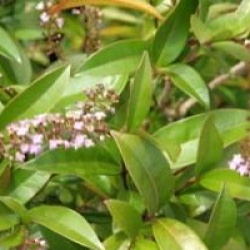 Citharexylum spicatum