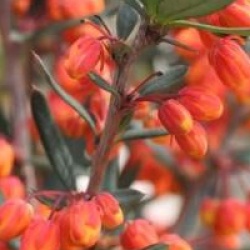 Berberis linearifolia 'Orange King'