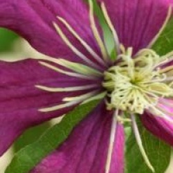 Clematis 'Niobe'