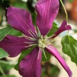 Clematis 'Niobe'