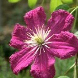 Cl�matite � grandes fleurs Barbara Harrington