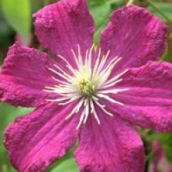 Clematis 'Barbara Harrington' 