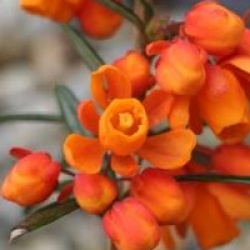 Berberis linearifolia 'Orange King' - Berberis � fleurs oranges