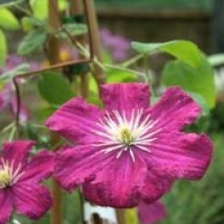 Clematis 'Barbara Harrington' 