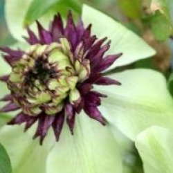 Clematis florida var. sieboldiana 