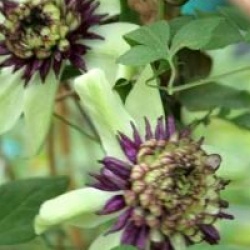 Clematis florida var. sieboldiana 