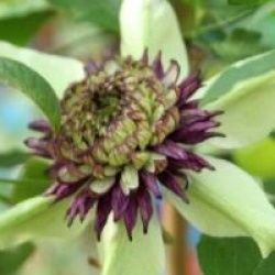 Clematis florida var. sieboldiana 