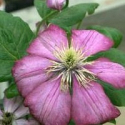 Clematis 'Ville de Lyon'