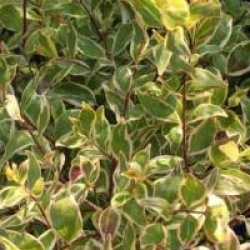 Abelia x grandiflora 'Hopleys'