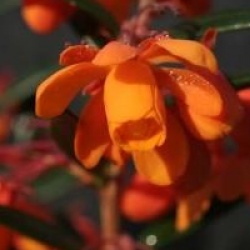 Berberis linearifolia 'Orange King'