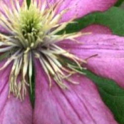 Clematis 'Ville de Lyon'