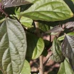 Clerodendrum trichotomum var. fargesii