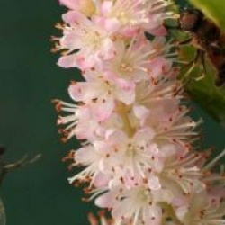Clethra alnifolia 'Pink Spire'