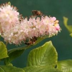 Clethra alnifolia 'Pink Spire'