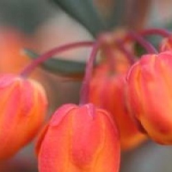 Berberis linearifolia 'Orange King'