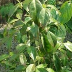 Cornus hongkongensis 