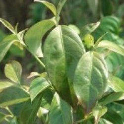 Cornus hongkongensis 