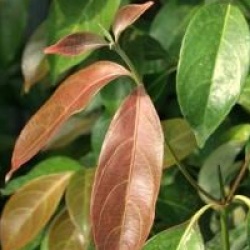 Cornus hongkongensis 