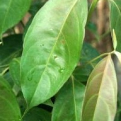 Cornus hongkongensis 