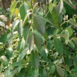 Cornus hongkongensis 