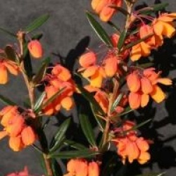 Berberis linearifolia 'Orange King'