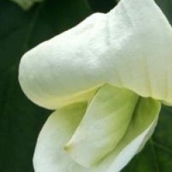 Cornus 'Eddie's White Wonder'