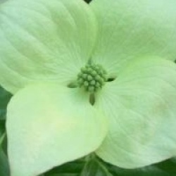 Cornus kousa 'Satomi'